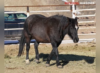 Mustang (americano), Giumenta, 10 Anni, 149 cm, Roano blu