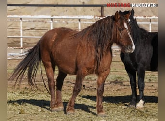 Mustang (americano), Giumenta, 10 Anni, 152 cm, Falbo