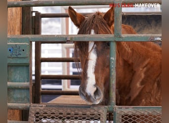 Mustang (americano), Giumenta, 10 Anni, 152 cm, Falbo