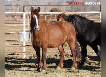 Mustang (americano), Giumenta, 10 Anni, 152 cm, Falbo