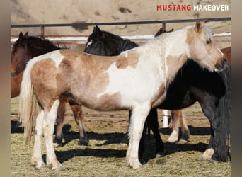 Mustang (americano), Giumenta, 10 Anni, 153 cm, Tovero-tutti i colori