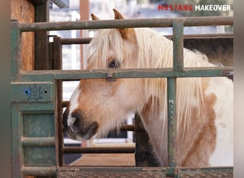 Mustang (americano), Giumenta, 10 Anni, 153 cm, Tovero-tutti i colori