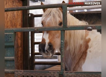 Mustang (americano), Giumenta, 10 Anni, 153 cm, Tovero-tutti i colori