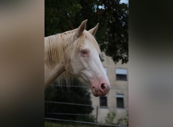 Mustang (americano), Giumenta, 11 Anni, 145 cm, Cremello