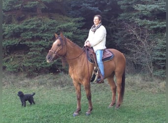 Mustang (americano), Giumenta, 11 Anni, 160 cm, Falbo