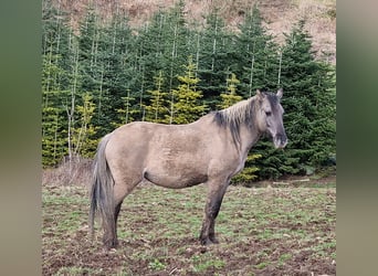 Mustang (americano), Giumenta, 12 Anni, 157 cm, Grullo