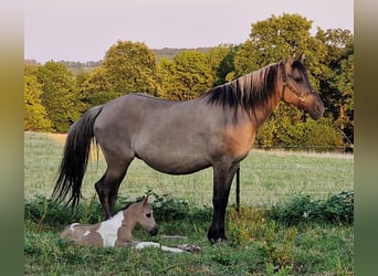 Mustang (americano), Giumenta, 12 Anni, 157 cm, Grullo