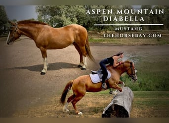 Mustang (americano), Giumenta, 13 Anni, 147 cm, Sauro ciliegia