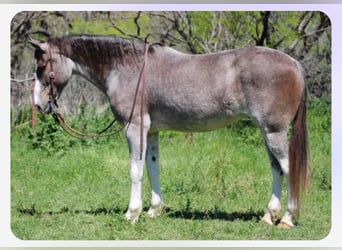 Mustang (americano), Giumenta, 13 Anni, 152 cm, Baio roano