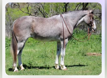 Mustang (americano), Giumenta, 13 Anni, 152 cm, Baio roano