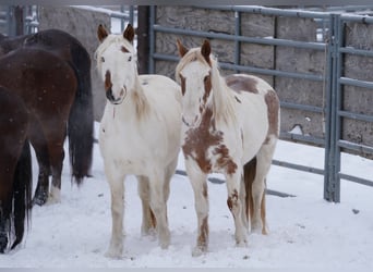 Mustang (americano), Giumenta, 14 Anni, 147 cm, Tovero-tutti i colori