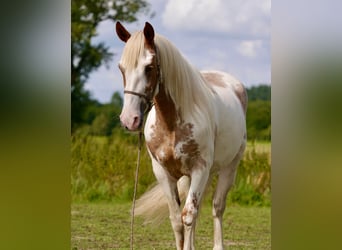 Mustang (americano), Giumenta, 14 Anni, 147 cm, Tovero-tutti i colori