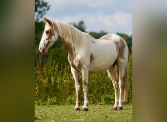 Mustang (americano), Giumenta, 14 Anni, 147 cm, Tovero-tutti i colori