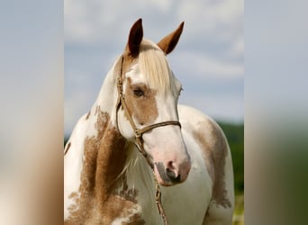 Mustang (americano), Giumenta, 14 Anni, 147 cm, Tovero-tutti i colori