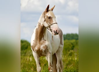 Mustang (americano), Giumenta, 14 Anni, 147 cm, Tovero-tutti i colori