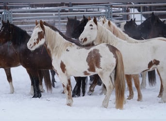 Mustang (americano), Giumenta, 14 Anni, 147 cm, Tovero-tutti i colori