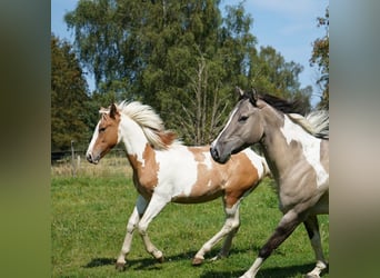 Mustang (americano), Giumenta, 1 Anno, 147 cm, Tovero-tutti i colori