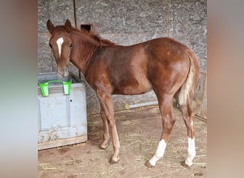 Mustang (americano), Giumenta, 1 Anno, 153 cm, Sauro scuro