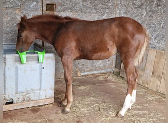 Mustang (americano), Giumenta, 1 Anno, 153 cm, Sauro scuro