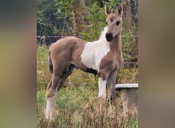 Mustang (americano), Giumenta, 1 Anno, 155 cm, Grullo