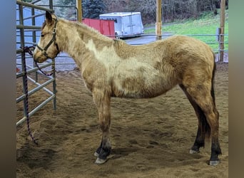 Mustang (americano), Giumenta, 2 Anni, 150 cm, Overo-tutti i colori