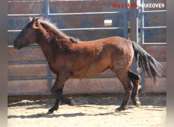 Mustang (americano), Giumenta, 3 Anni, 147 cm, Baio