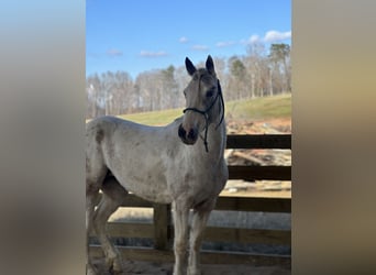 Mustang (americano), Giumenta, 4 Anni, 149 cm, Overo-tutti i colori