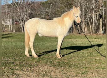 Mustang (americano), Giumenta, 5 Anni, 150 cm, Cremello