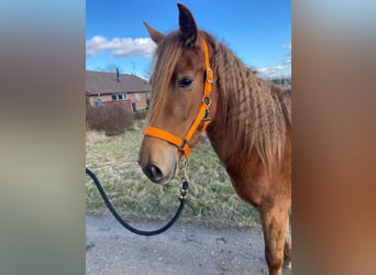 Mustang (americano), Giumenta, 5 Anni, 153 cm, Sauro scuro