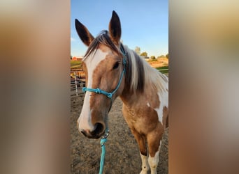 Mustang (americano), Giumenta, 5 Anni, 156 cm, Tovero-tutti i colori