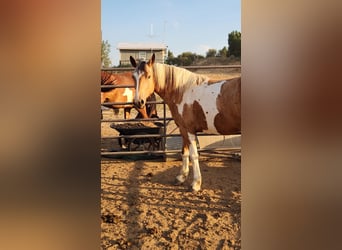 Mustang (americano), Giumenta, 5 Anni, 156 cm, Tovero-tutti i colori