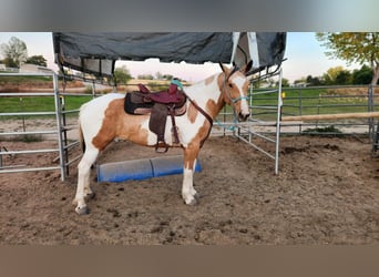 Mustang (americano), Giumenta, 5 Anni, 156 cm, Tovero-tutti i colori