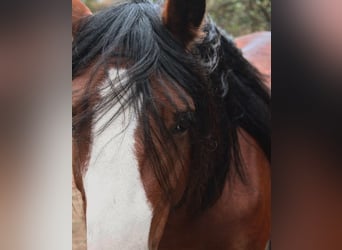 Mustang (americano), Giumenta, 6 Anni, 143 cm, Baio scuro