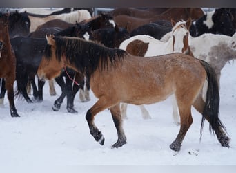 Mustang (americano), Giumenta, 6 Anni, 145 cm, Falbo