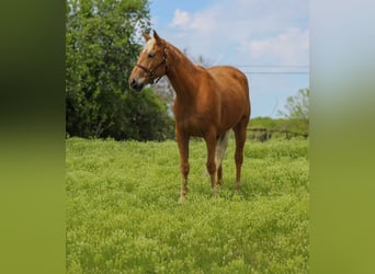 Mustang (americano), Giumenta, 6 Anni, 147 cm, Palomino