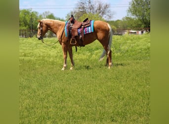 Mustang (americano), Giumenta, 6 Anni, 147 cm, Palomino