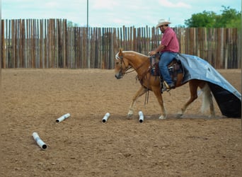 Mustang (americano), Giumenta, 6 Anni, 147 cm, Palomino