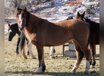 Mustang (americano), Giumenta, 6 Anni, 152 cm, Falbo