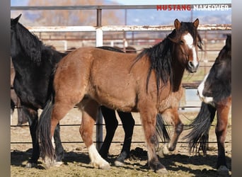 Mustang (americano), Giumenta, 6 Anni, 152 cm, Falbo