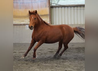 Mustang (americano), Giumenta, 7 Anni, 140 cm, Sauro