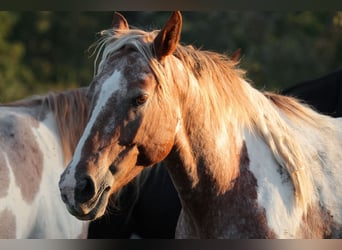 Mustang (americano), Giumenta, 7 Anni, 149 cm, Pezzato