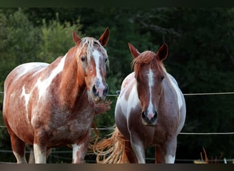 Mustang (americano), Giumenta, 7 Anni, 149 cm, Pezzato