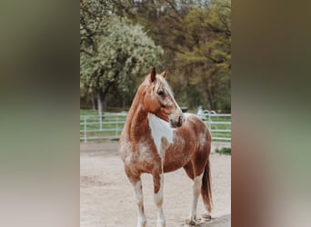 Mustang (americano), Giumenta, 7 Anni, 149 cm, Pezzato