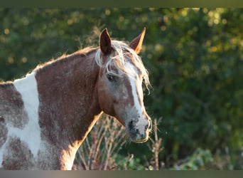 Mustang (americano), Giumenta, 7 Anni, 149 cm, Pezzato