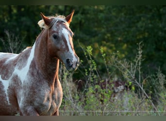 Mustang (americano), Giumenta, 7 Anni, 149 cm, Pezzato