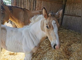 Mustang (americano) Mix, Giumenta, Puledri
 (05/2023), Palomino