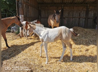 Mustang (americano) Mix, Giumenta, Puledri
 (05/2023), Palomino