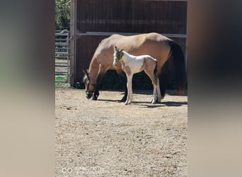 Mustang (americano) Mix, Giumenta, Puledri
 (05/2023), Palomino
