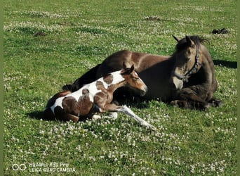 Mustang (americano) Mix, Stallone, 1 Anno, 145 cm, Baio scuro