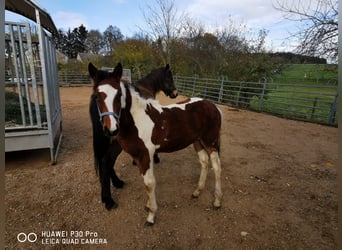 Mustang (americano) Mix, Stallone, 1 Anno, 145 cm, Baio scuro